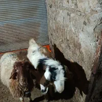 بز نر (ساورین) داشتی|حیوانات مزرعه|جوانرود, |دیوار