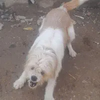 واگذاری سگ نر|سگ|اسلام‌‌آباد غرب, |دیوار