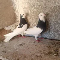 یه جفت طوقی سیاه