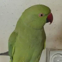 طوطی سخنگو ودستی