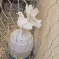یک جفت کبوتر دم چتری جوان