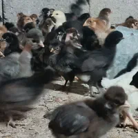 مرغ  جوجه بومی بلک استار گلپایگانی (5 روز)