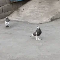 فروش کبوتر