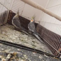 جفت عروس هلندی کار|پرنده|تربت جام, کاریز نو سفلی|دیوار