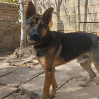 واگذاری سگ جرمن 9 ماهه|سگ|مرودشت, رودبال|دیوار