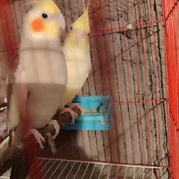 عروس هلندی|پرنده|ماکو, |دیوار