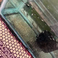 بچه ماهی گو‌پی