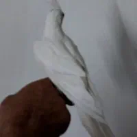 عروس هلندی آلبینو|پرنده|خمینی‌شهر, |دیوار