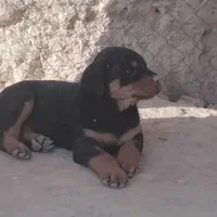 روتوایلر ماده