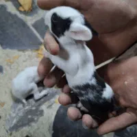 بچه خرگوش
