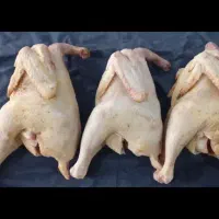 خروس درشت