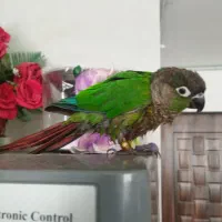 پرنده گرینچیک