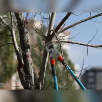 کلیه خدمات باغبانی و کشاورزی|خدمات باغبانی و درختکاری|مشهد, حرم مطهر رضوی|دیوار