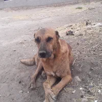 سگ گوسفندی