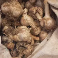 موسیر