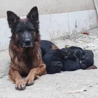 سگ ژرمن اصل