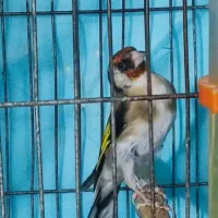 سهره نر دهن باغی دوساله تازه صاف|پرنده|دیواندره, |دیوار