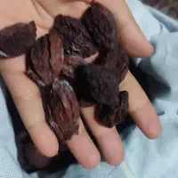 آلو خورشتی و آلو شابلون  ارگانیک و تمیز