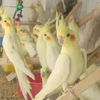 عروس هلندی تخم گذار