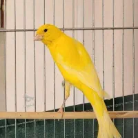 قناری زرد  توضیحات خوانده شود