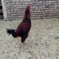 خروس لاری