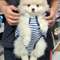 واگذاری پامر عروسکی