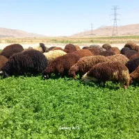 فروش بره افشاری