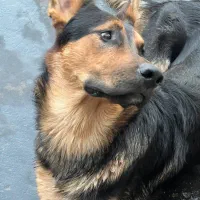 سگ نژاد ژرمن