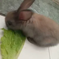 خرگوش|موش و خرگوش|اهواز, بهارستان|دیوار