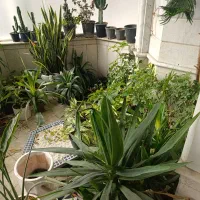 گل طبیعی|گل و گیاه طبیعی|مشهد, امام رضا (ع)|دیوار