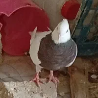 طوقی|پرنده|بهبهان, |دیوار