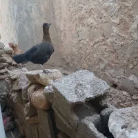 فروش چند عدد مرغ محلی