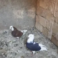 کفتر...|پرنده|یزد, |دیوار