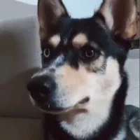 سگ گمشده محدوده خیابان ملکی رباط کریم|حیوانات|رباطکریم, رباطکریم|دیوار