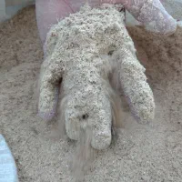 سبوس برنج ،فل ،انکوتا