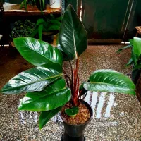 گل های زیبا|گل و گیاه طبیعی|شیراز, شیخ روزبهان|دیوار