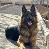 ژرمن شپرد ماده ۲ساله