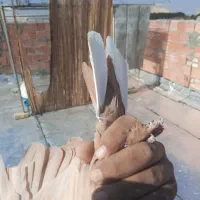 زرد دمسفید|پرنده|کرمان, |دیوار