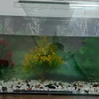 آکواریوم ۷۰ سانتی ۸ میل