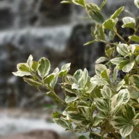 منزل اجاره ای مفتح