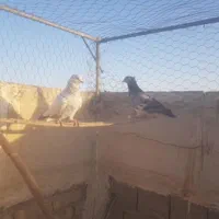 کبوتر پرشی|پرنده|اصفهان, روشن‌دشت|دیوار