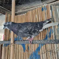 کفتر گرفتنی