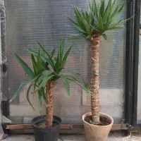 گل و گیاه کاکتوس یوکا آگاو