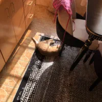 گربه رنگ خاص