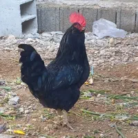 خروس ریشی پا کوتاه