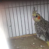 جوجه عروس هلندی|پرنده|بندرعباس, |دیوار