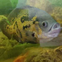 ماهی اسکار درشت|ماهی|بندرعباس, |دیوار