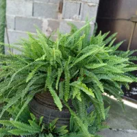 گل های طبیعی|گل و گیاه طبیعی|طاهرگوراب, |دیوار