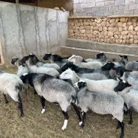 فروش بره رومانف چند قلو زا|حیوانات مزرعه|شیراز, شهرک صنعتی|دیوار