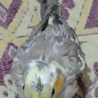 عروس هلندی سرلاکی|پرنده|سیرجان, |دیوار